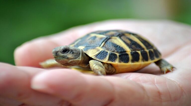 kaplumbağalar nerede yaşar