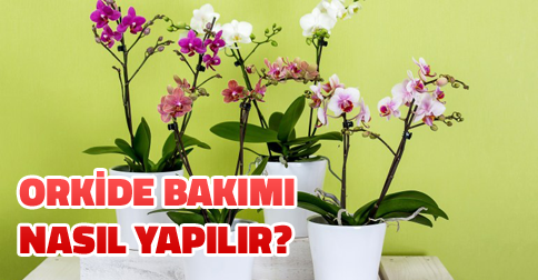 orkide bakımı nasıl yapılır