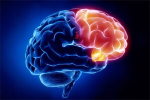 nöroloji hangi hastalıklara bakar
