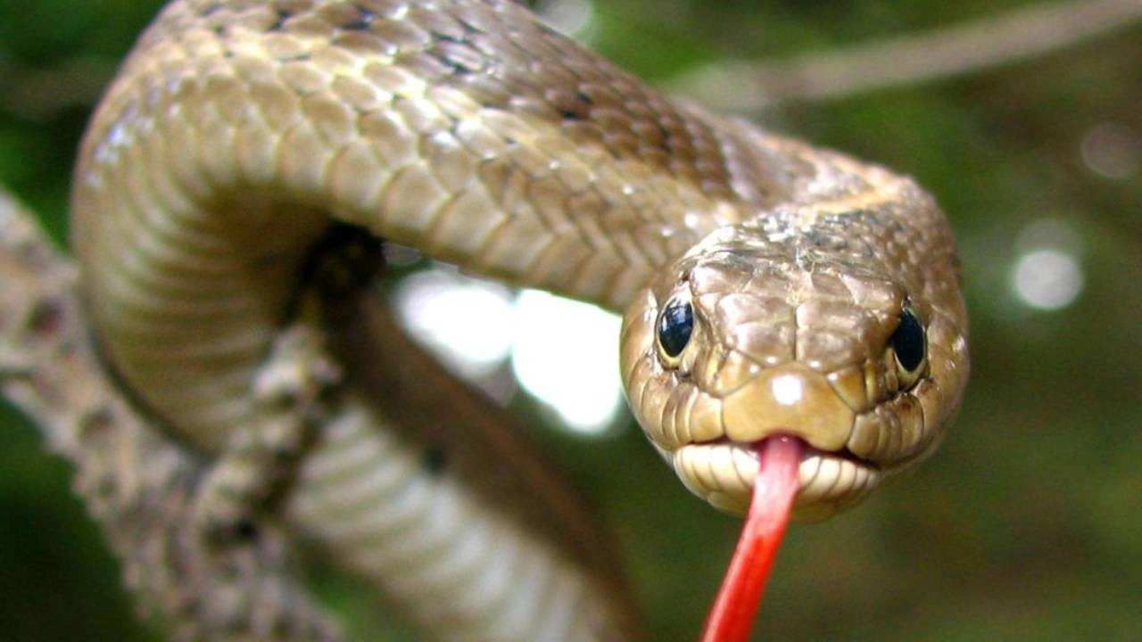 yılanların özellikleri nelerdir