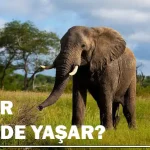 Filler Nerede Yaşar, Ne Yer?