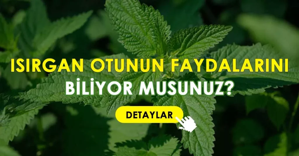 Isırgan otunun faydaları nelerdir?