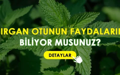 Isırgan otunun faydaları nelerdir?